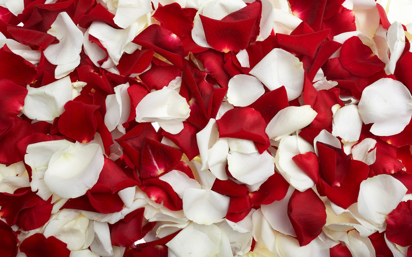 Обои роза, лепестки, красные, белые, rose, petals, red, white разрешение 3040x1900 Загрузить