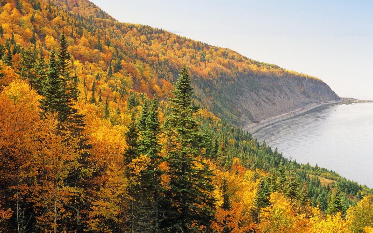 Обои деревья, берег, лес, осень, trees, shore, forest, autumn разрешение 1920x1200 Загрузить