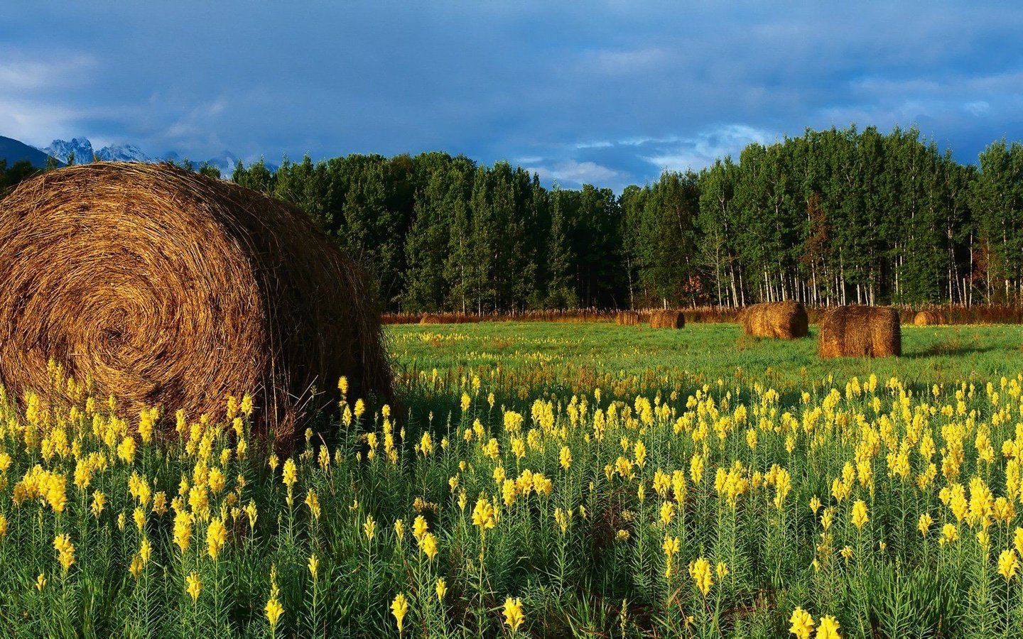 Обои цветы, горы, поле, сено, тюки, рулоны, flowers, mountains, field, hay, bales, rolls разрешение 2560x1024 Загрузить