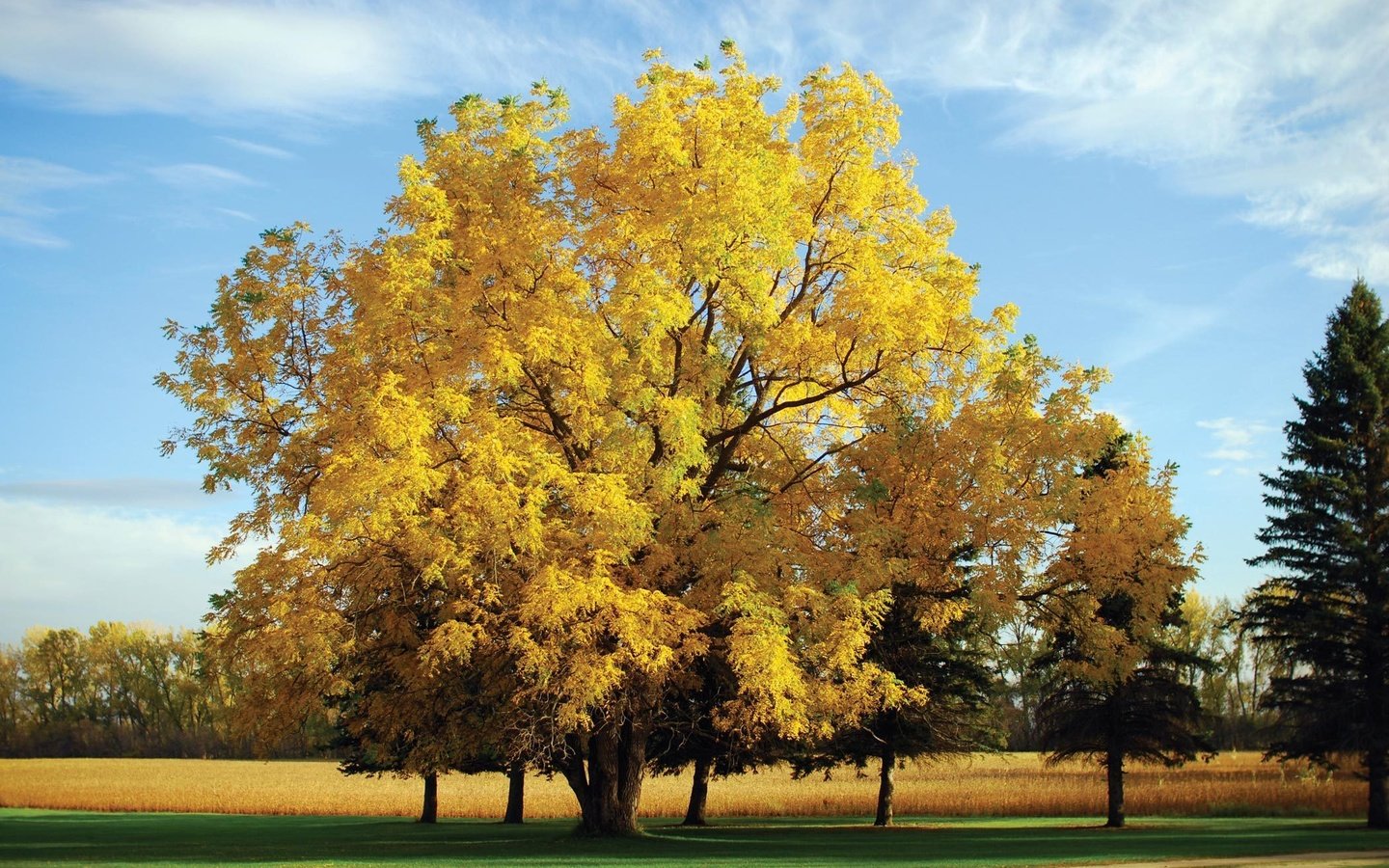 Обои природа, дерево, обои, осень, nature, tree, wallpaper, autumn разрешение 2100x1406 Загрузить