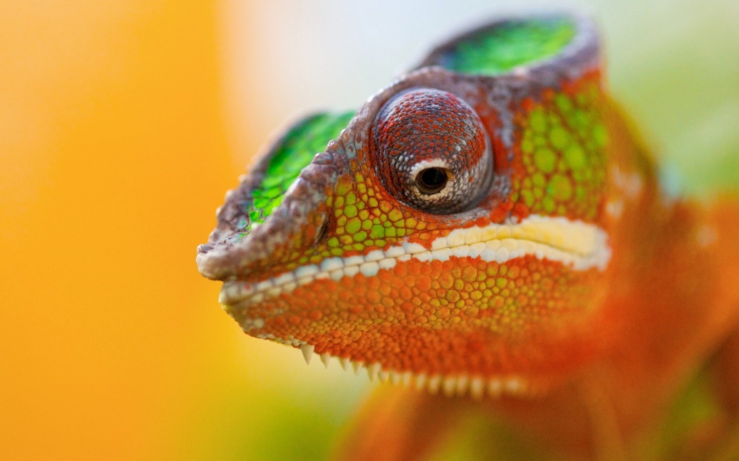 Обои животное, хамелеон, цветной, animal, chameleon, color разрешение 2560x1600 Загрузить