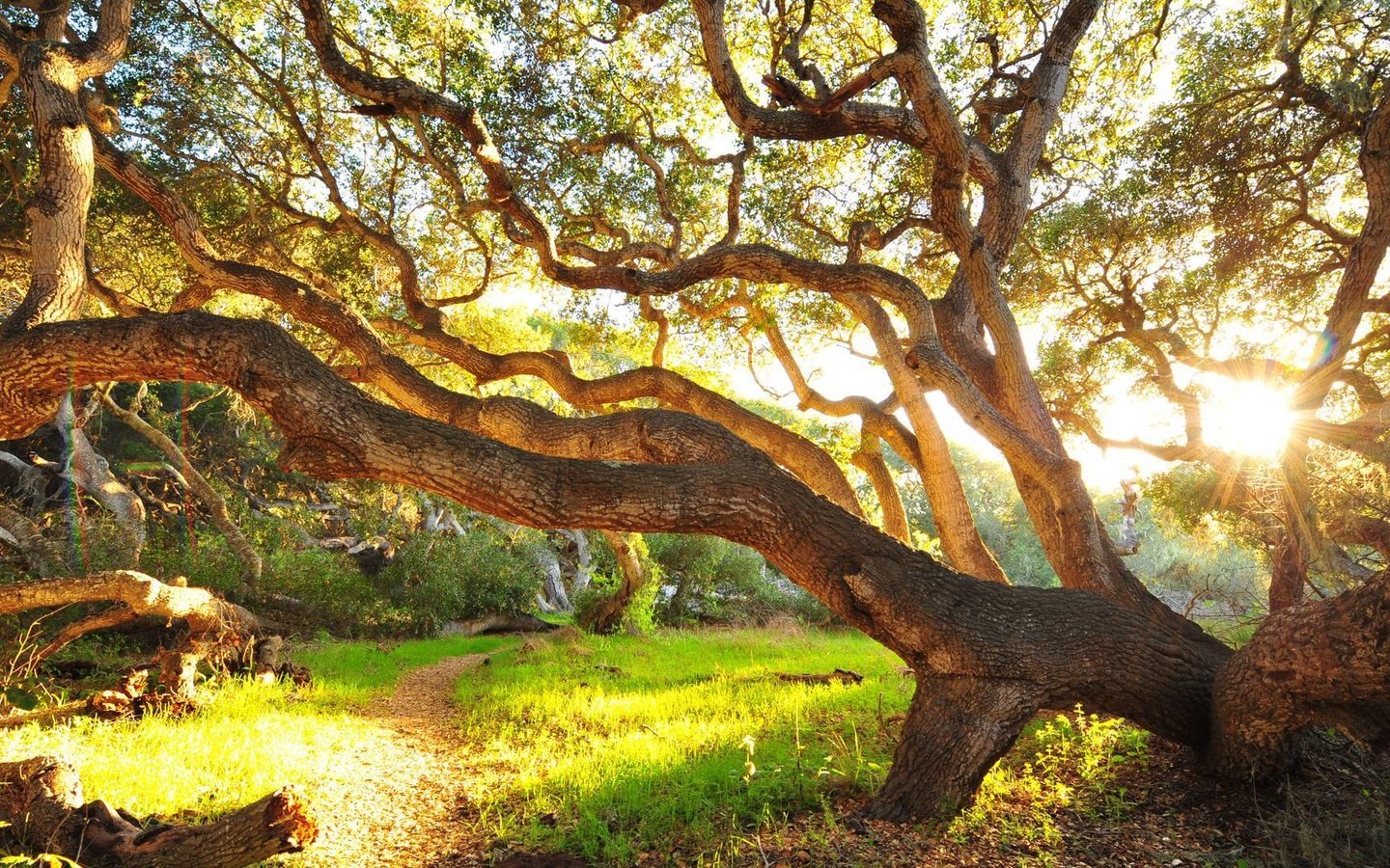 Обои трава, дерево, утро, кусты, grass, tree, morning, the bushes разрешение 1920x1080 Загрузить