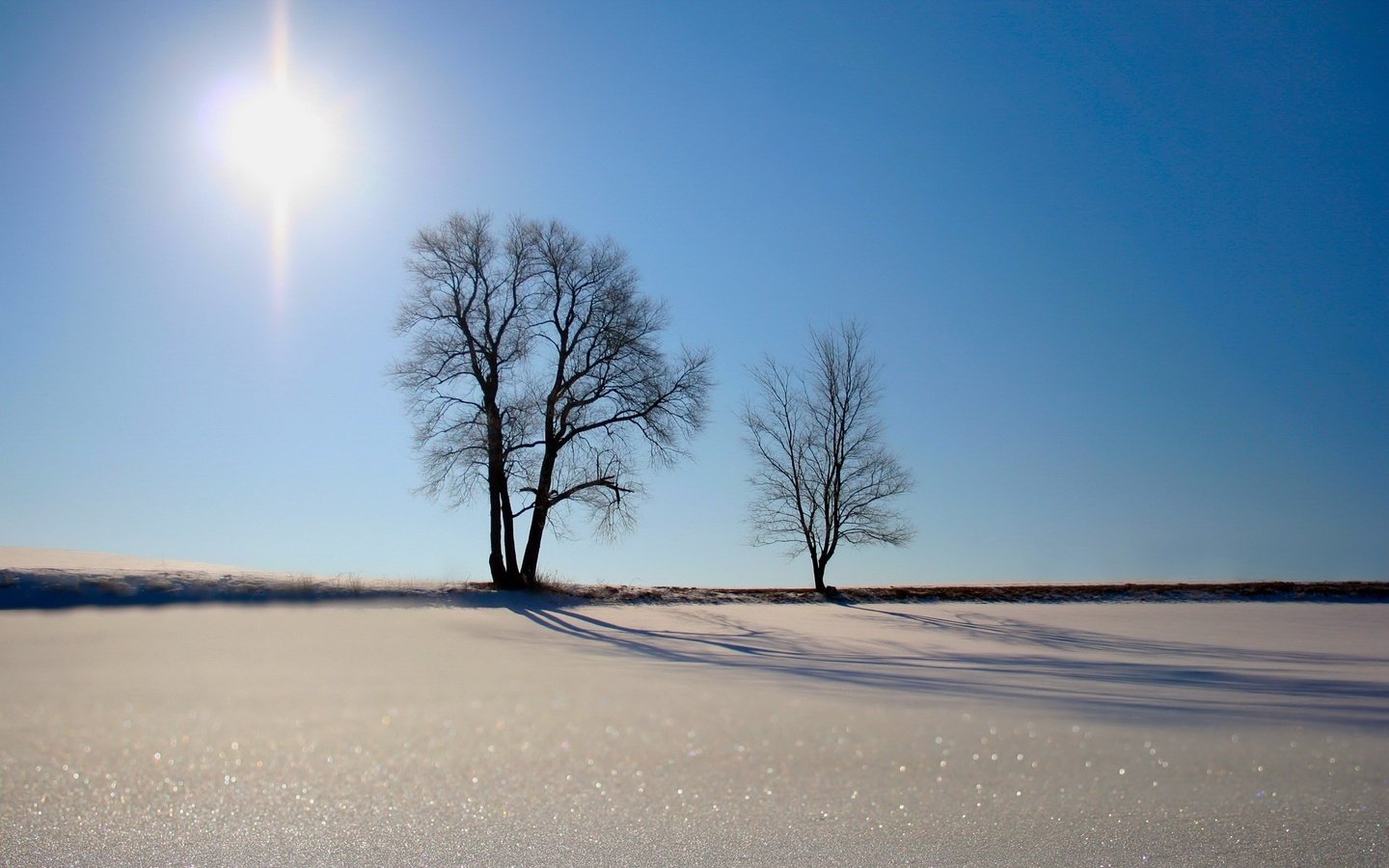 Обои деревья, солнце, песок, trees, the sun, sand разрешение 1920x1440 Загрузить