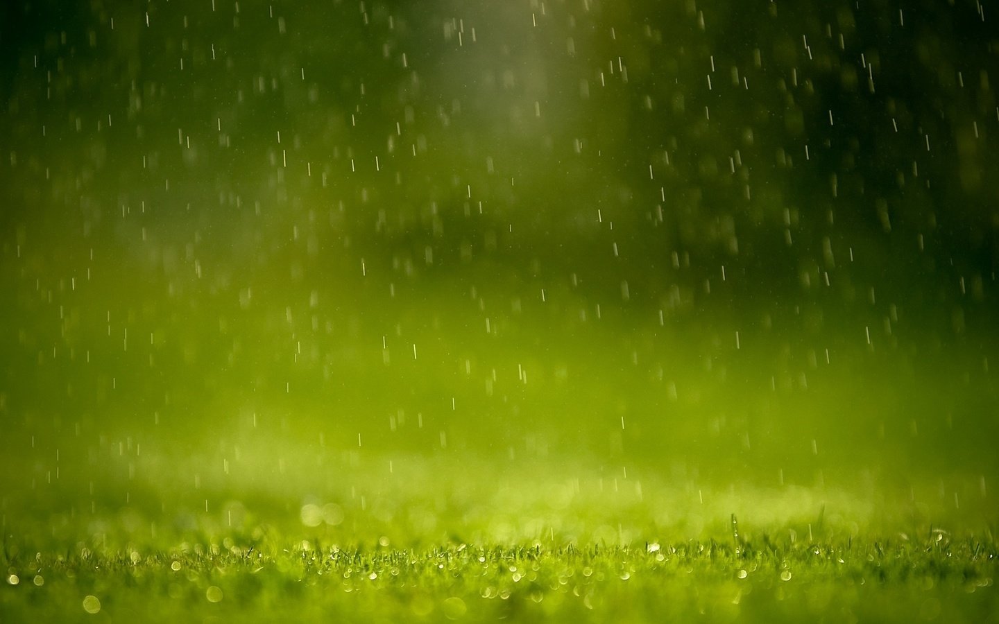 Обои трава, зелень, капли, брызги, дождь, grass, greens, drops, squirt, rain разрешение 1920x1200 Загрузить