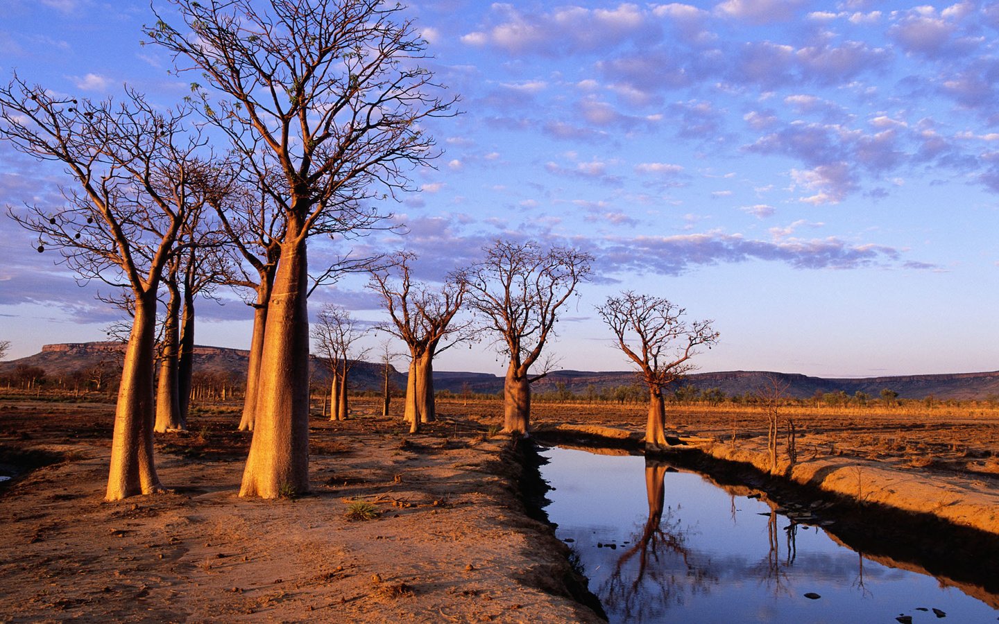 Обои деревья, канал, засуха, trees, channel, drought разрешение 1920x1200 Загрузить