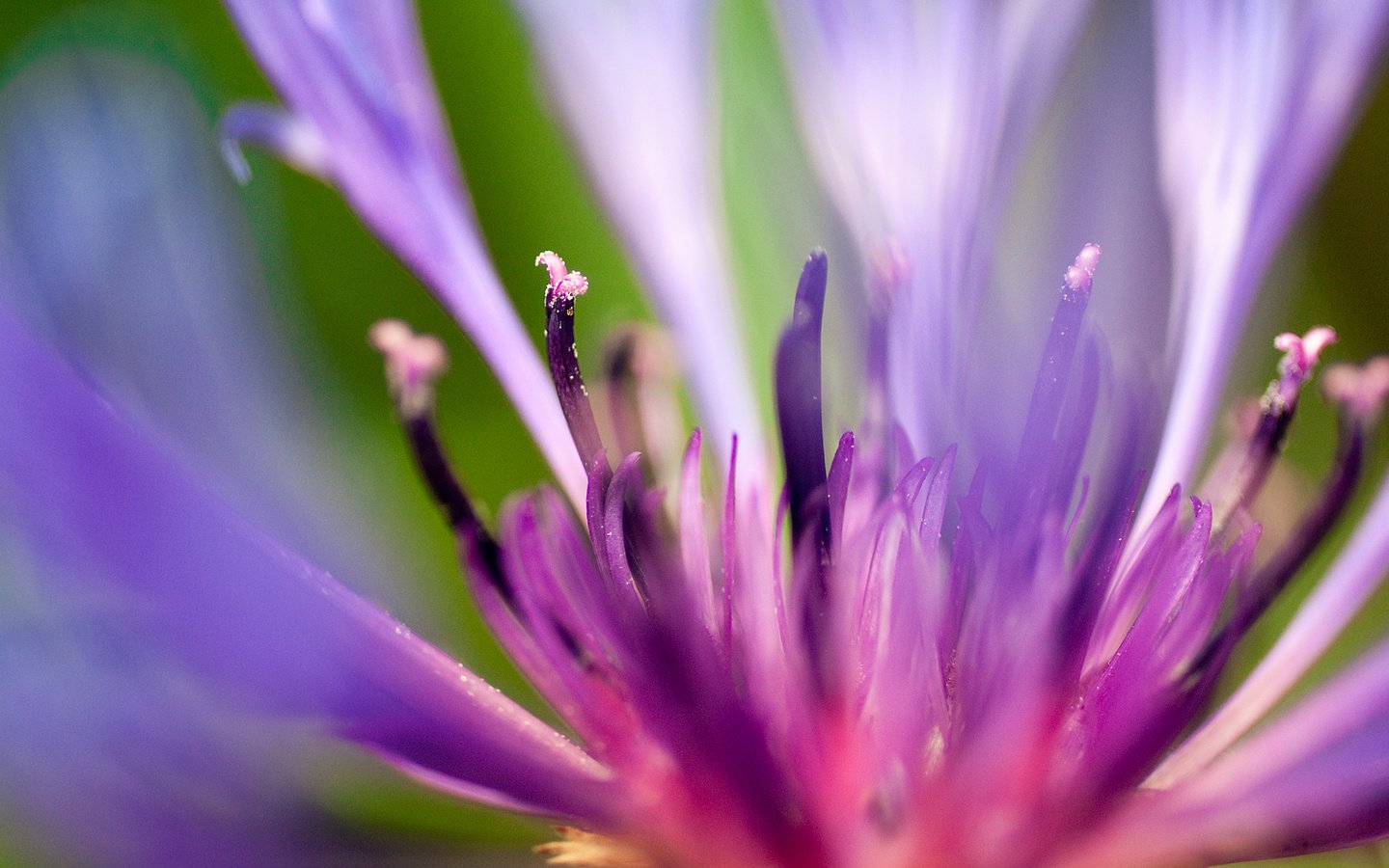 Обои макро, синий, цветок, лепестки, flash of summer, липестки, василек, сердцевина, macro, blue, flower, petals, lipestki, cornflower, core разрешение 1920x1080 Загрузить