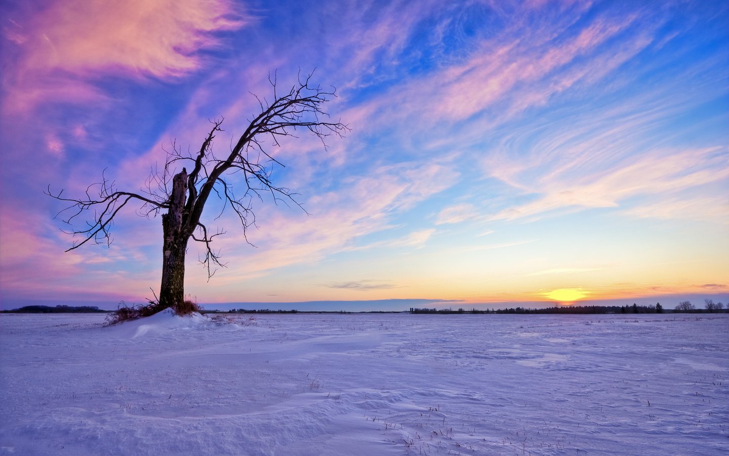 Обои небо, облака, солнце, снег, дерево, закат, зима, the sky, clouds, the sun, snow, tree, sunset, winter разрешение 2560x1600 Загрузить