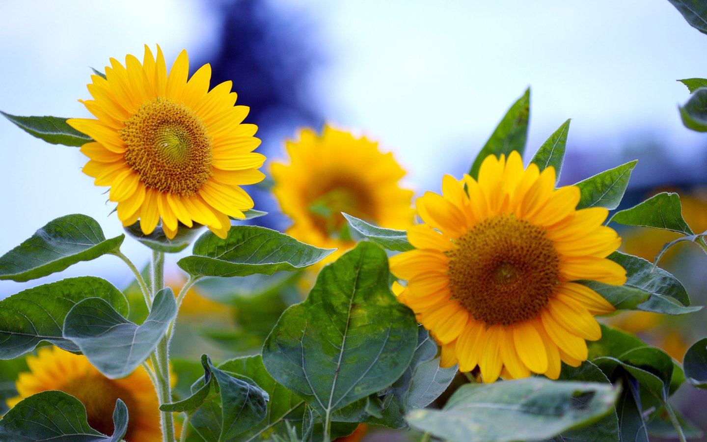 Обои цветы, подсолнечник, солнечные, flowers, sunflower, solar разрешение 1920x1200 Загрузить
