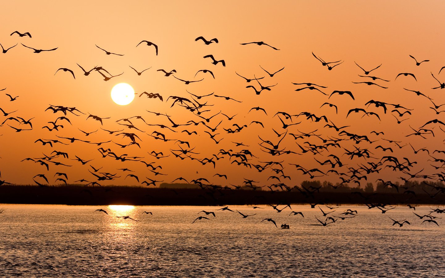 Обои закат, чайки, волга, sunset, seagulls, volga разрешение 1918x1080 Загрузить