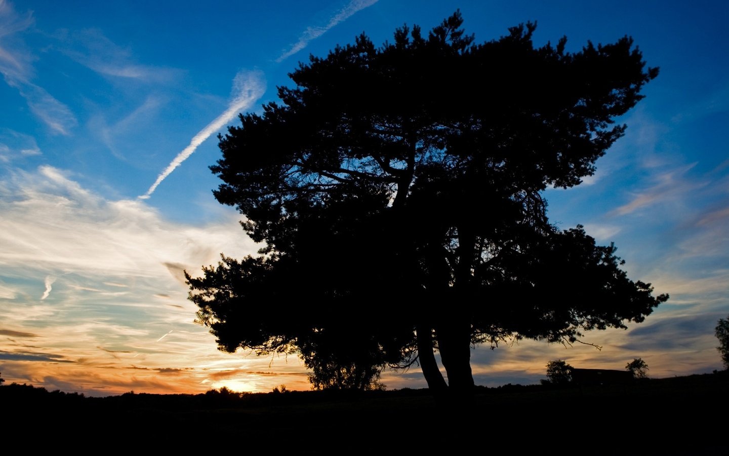 Обои небо, дерево, закат, тень, the sky, tree, sunset, shadow разрешение 1920x1200 Загрузить