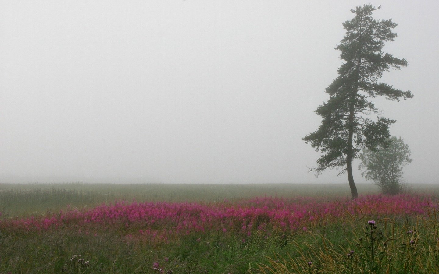 Обои дерево, туман, поле, tree, fog, field разрешение 1920x1200 Загрузить