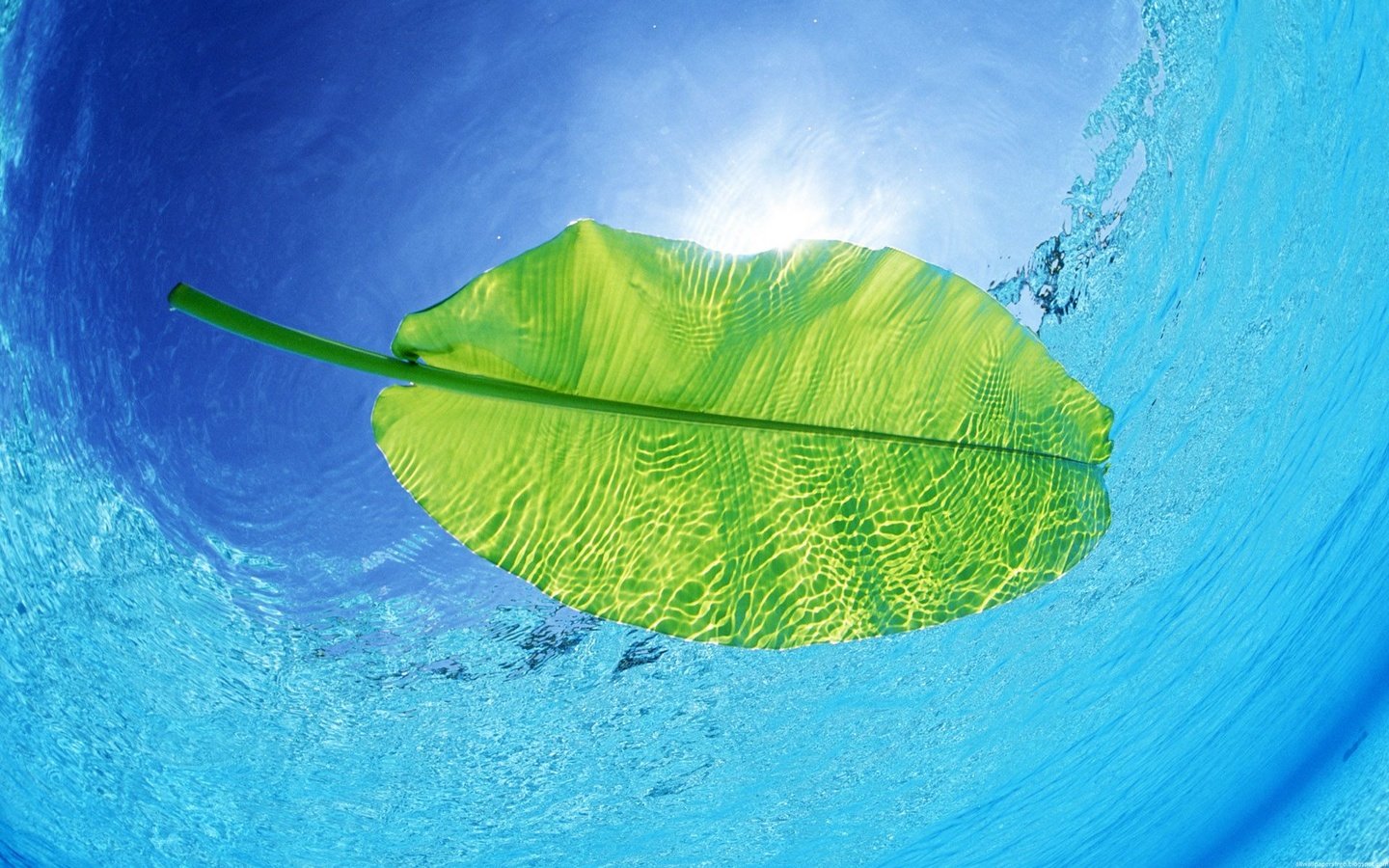 Обои вода, солнце, луч, глубина, зеленый лист, water, the sun, ray, depth, green leaf разрешение 1920x1200 Загрузить