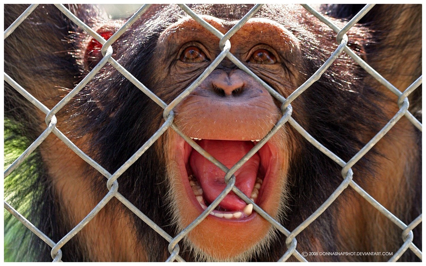 Обои эмоции, звери, макаки, турьма, emotions, animals, macaques, imprisoned разрешение 1920x1200 Загрузить