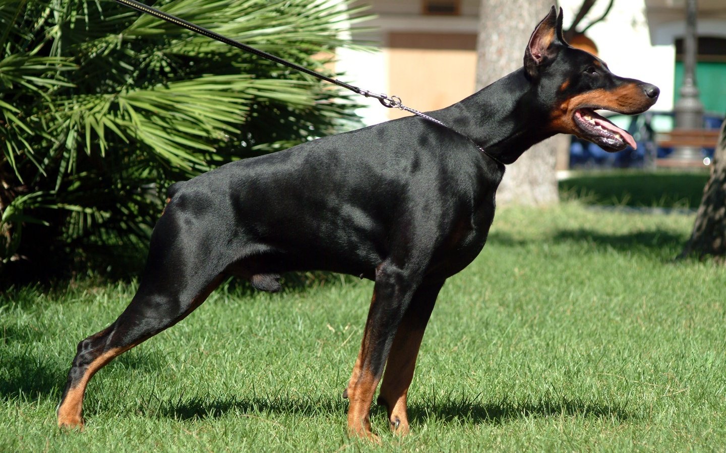 Обои собака, доберман, dobermann, dog, doberman разрешение 2304x1536 Загрузить