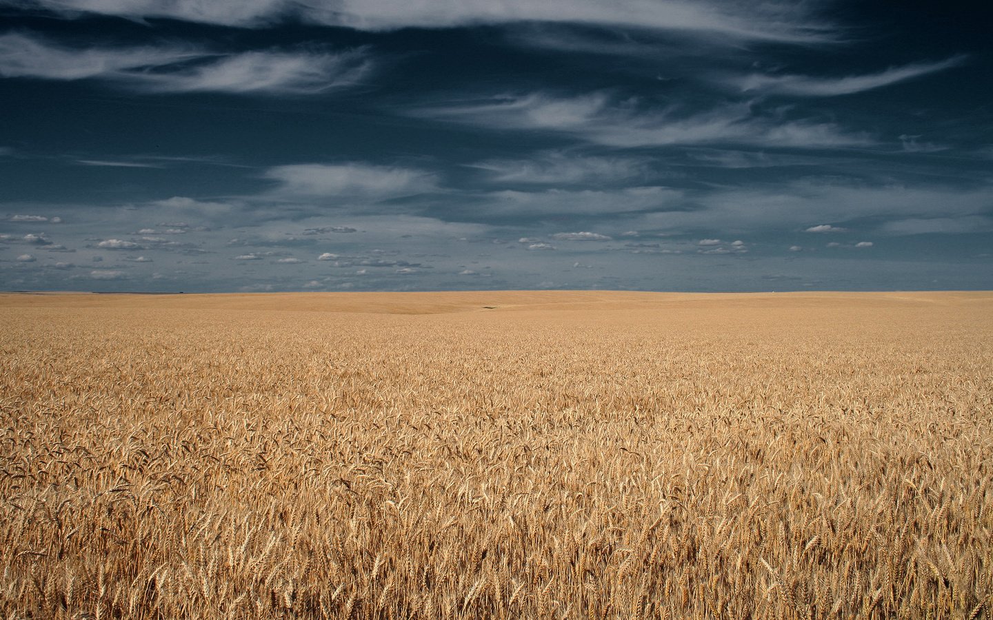 Обои небо, тучи, поле, горизонт, колосья, the sky, clouds, field, horizon, ears разрешение 1920x1200 Загрузить