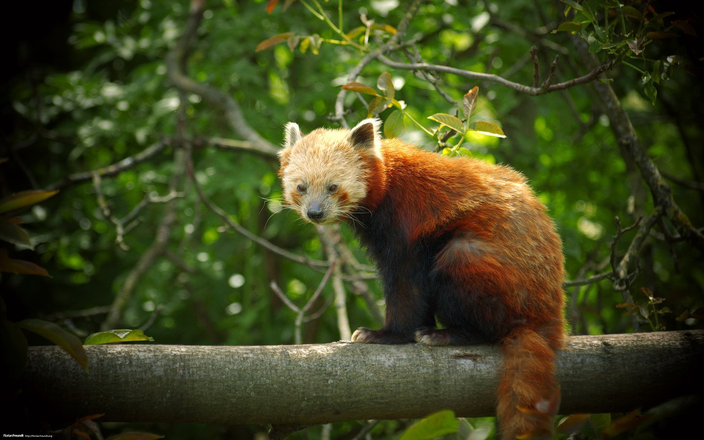 Обои панда, рыжая, фаерфокс, красная панда, малая панда, panda, red, firefox, red panda разрешение 2560x1600 Загрузить