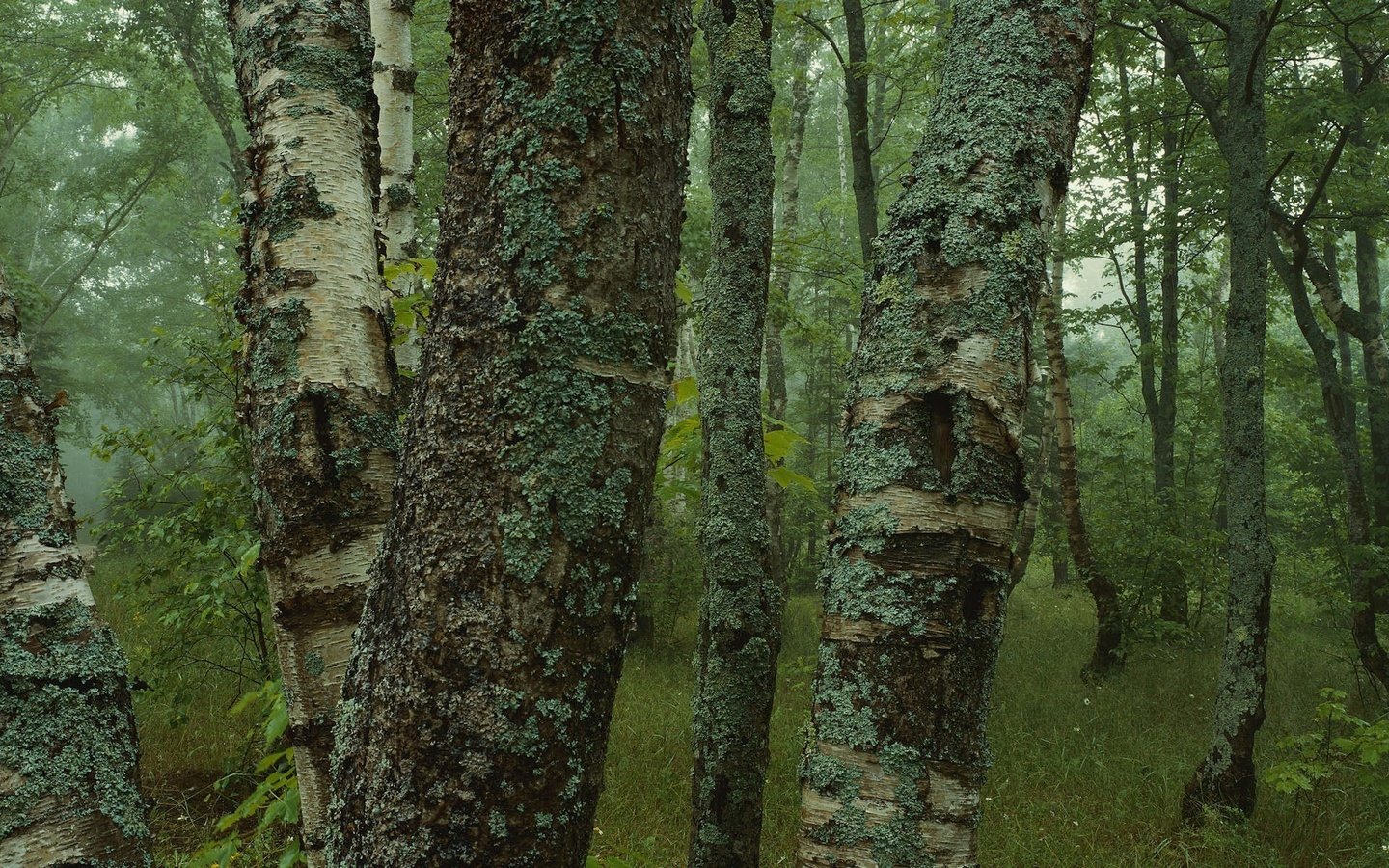 Обои деревья, лес, стволы, березы, мох, кора, trees, forest, trunks, birch, moss, bark разрешение 3200x1200 Загрузить