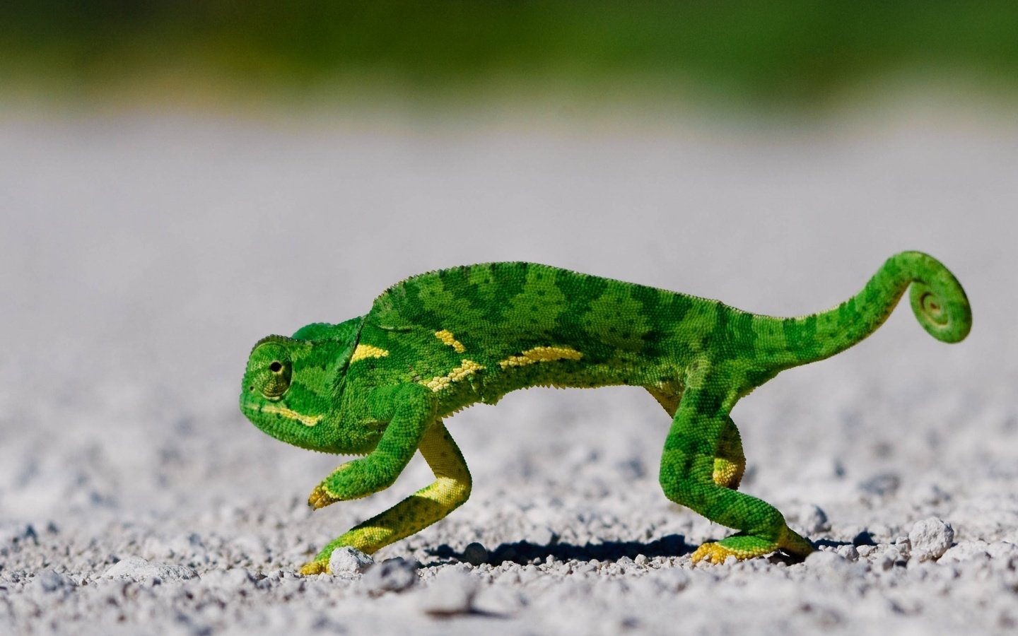 Обои зелёный, хамелеон, чешуя, green, chameleon, scales разрешение 2560x1600 Загрузить