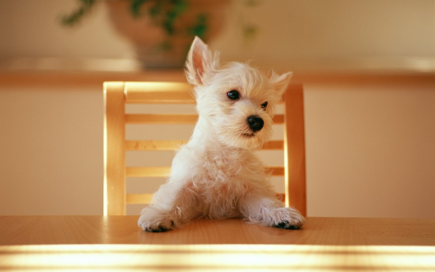 Обои стол, стул, щенок, table, chair, puppy разрешение 2560x1600 Загрузить