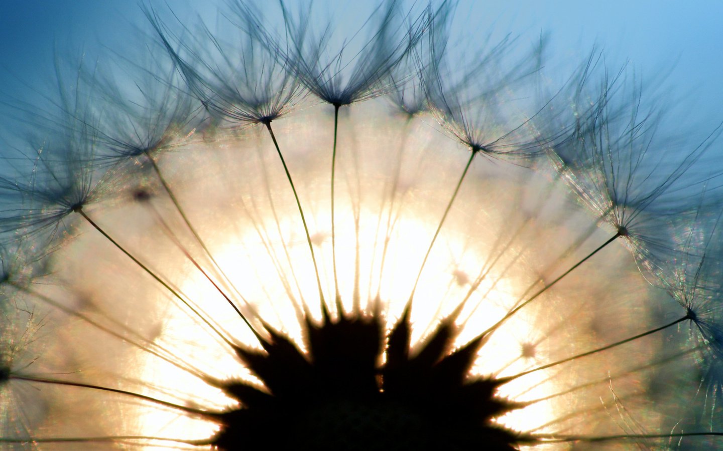 Обои свет, макро, одуванчик, light, macro, dandelion разрешение 1920x1080 Загрузить