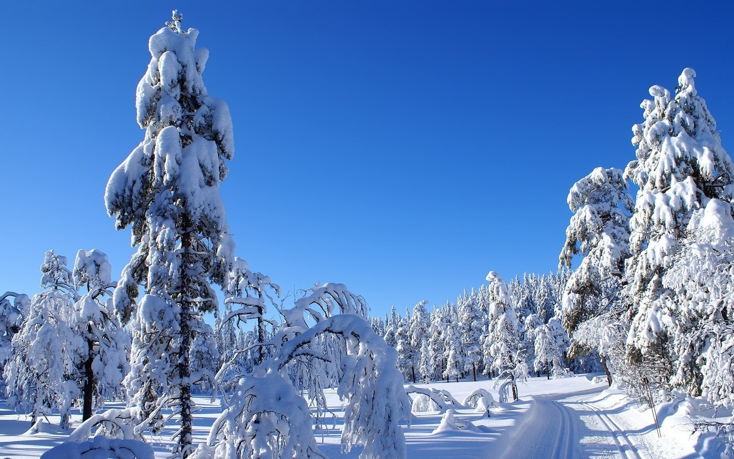 Обои небо, дорога, снег, природа, зима, пейзаж, холод, ели, the sky, road, snow, nature, winter, landscape, cold, ate разрешение 1920x1200 Загрузить