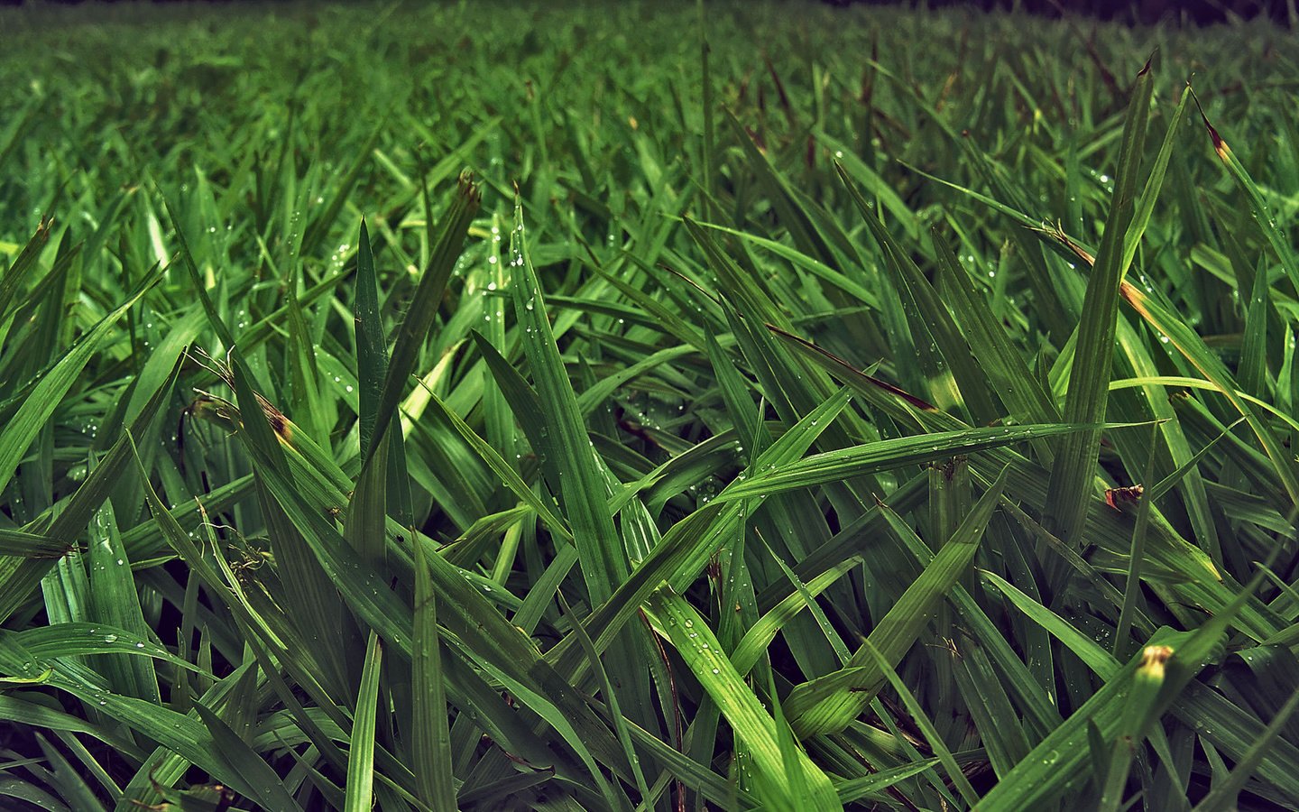 Обои трава, природа, зелень, листья, фото, стебли, макро обои, grass, nature, greens, leaves, photo, stems, macro wallpaper разрешение 1920x1200 Загрузить