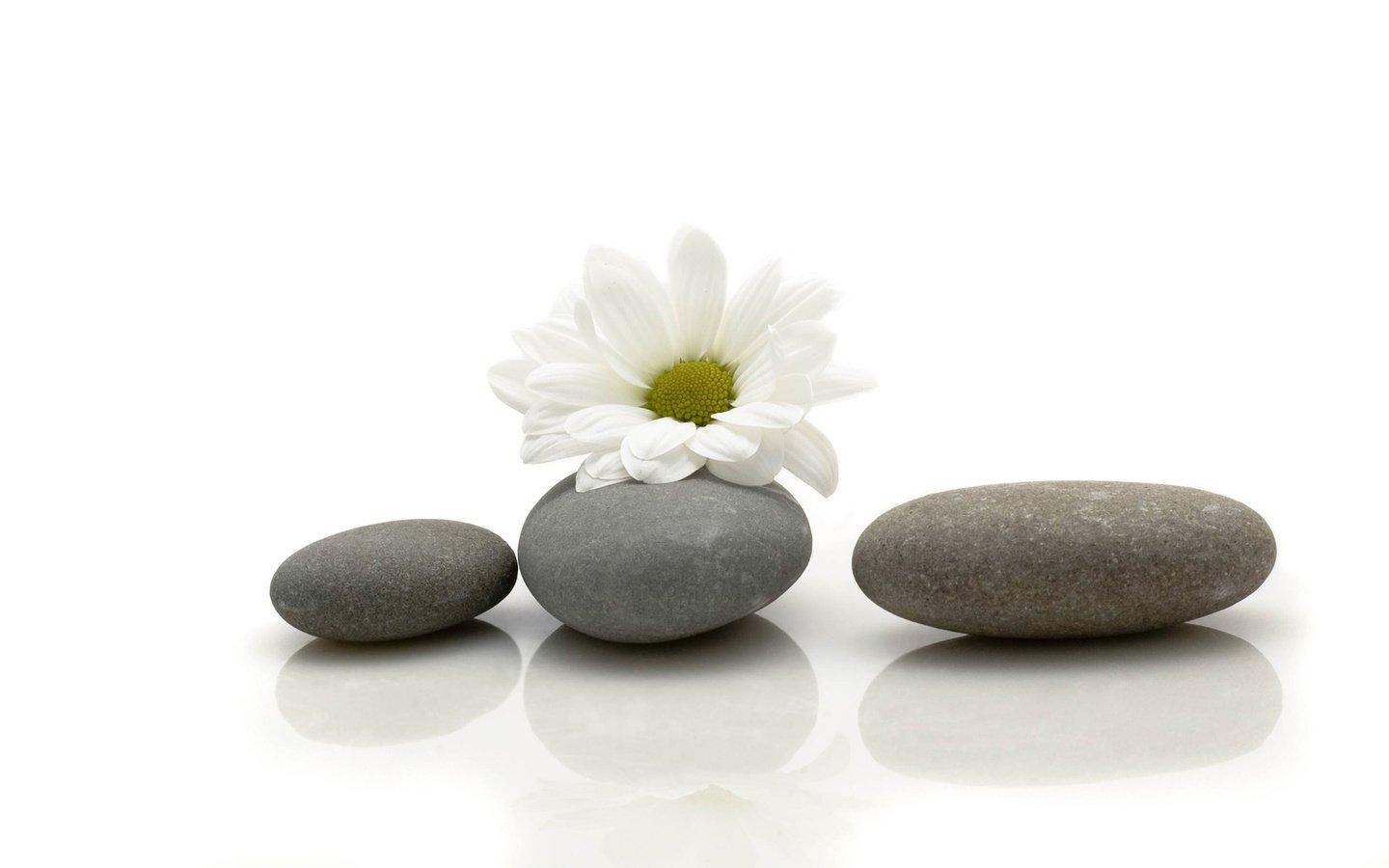 Обои камни, цветок, ромашка, stones, flower, daisy разрешение 1920x1200 Загрузить