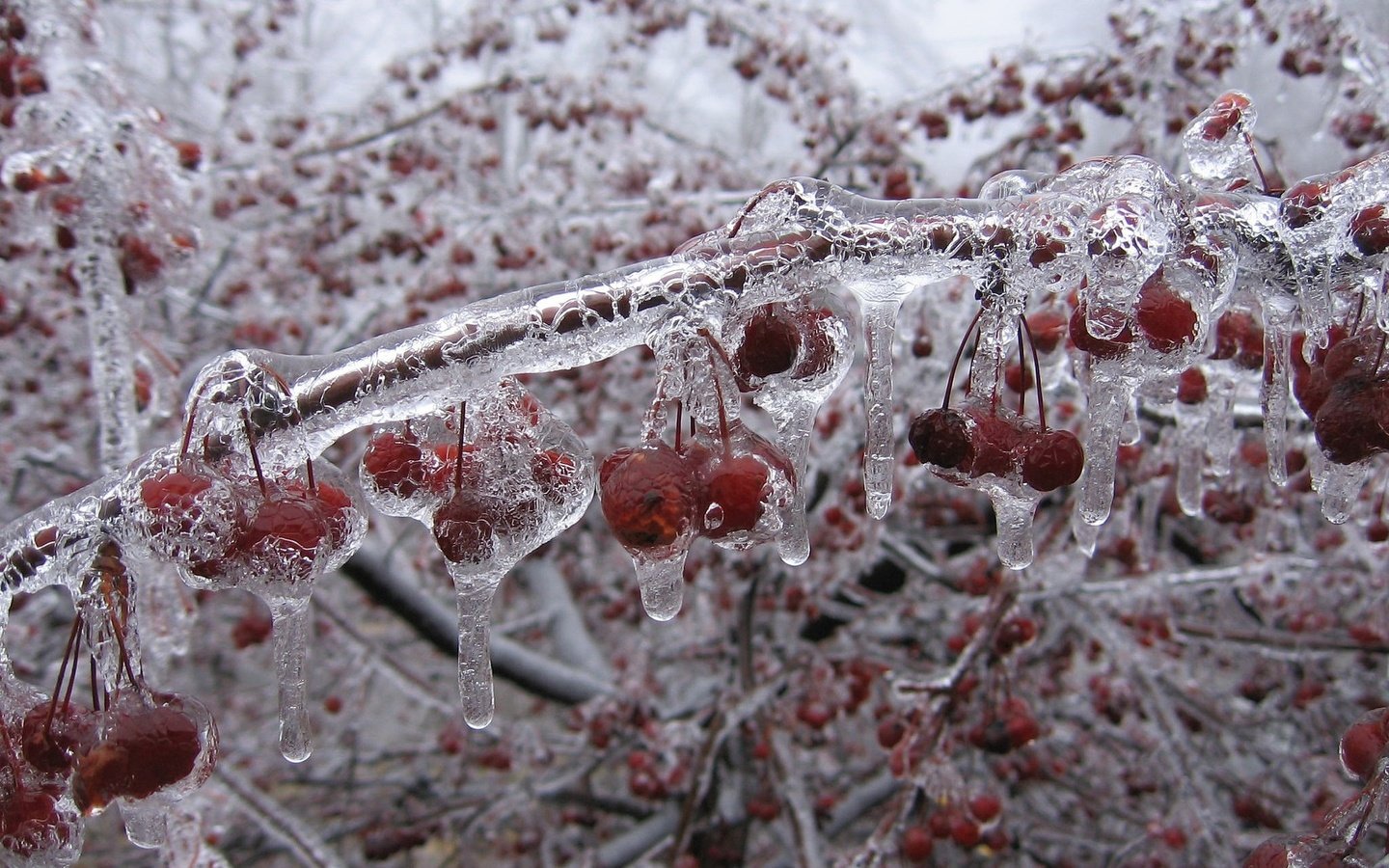 Обои зима, ветки, лёд, вишни, winter, branches, ice, cherry разрешение 2048x1536 Загрузить