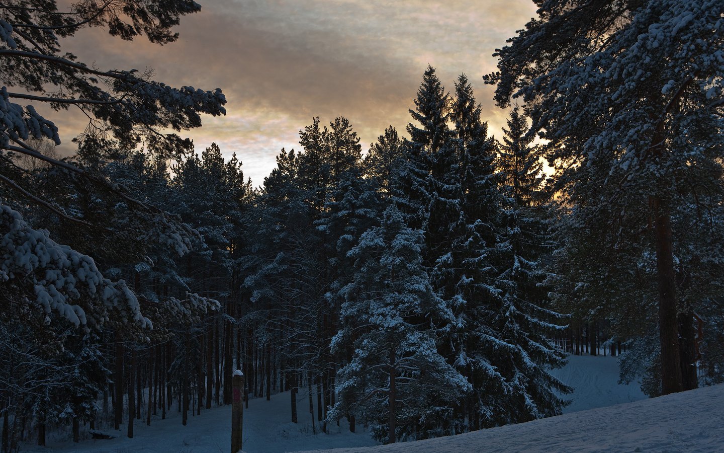 Обои деревья, лес, зима, trees, forest, winter разрешение 1920x1280 Загрузить