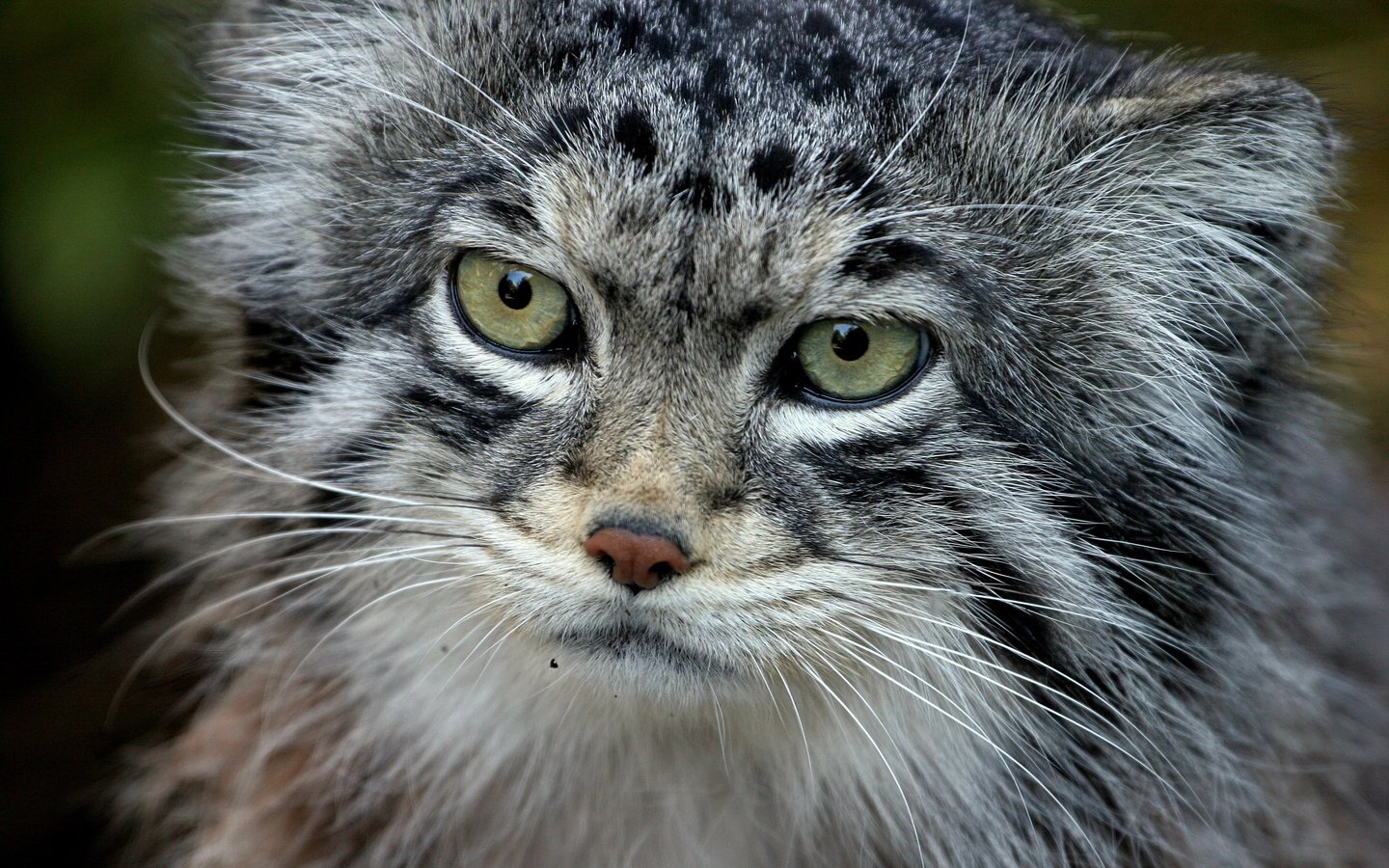 Обои кот, хищник, манул, палласов, cat, predator, manul, of pallas разрешение 3504x2336 Загрузить