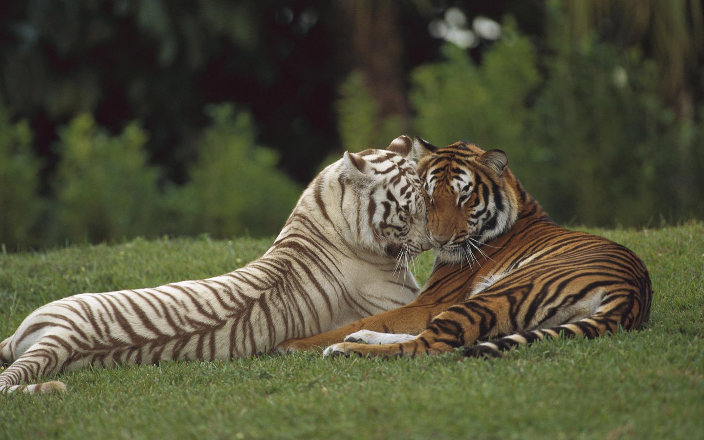 Обои тигр, хищник, любовь, пара, дикая кошка, tiger, predator, love, pair, wild cat разрешение 1920x1200 Загрузить