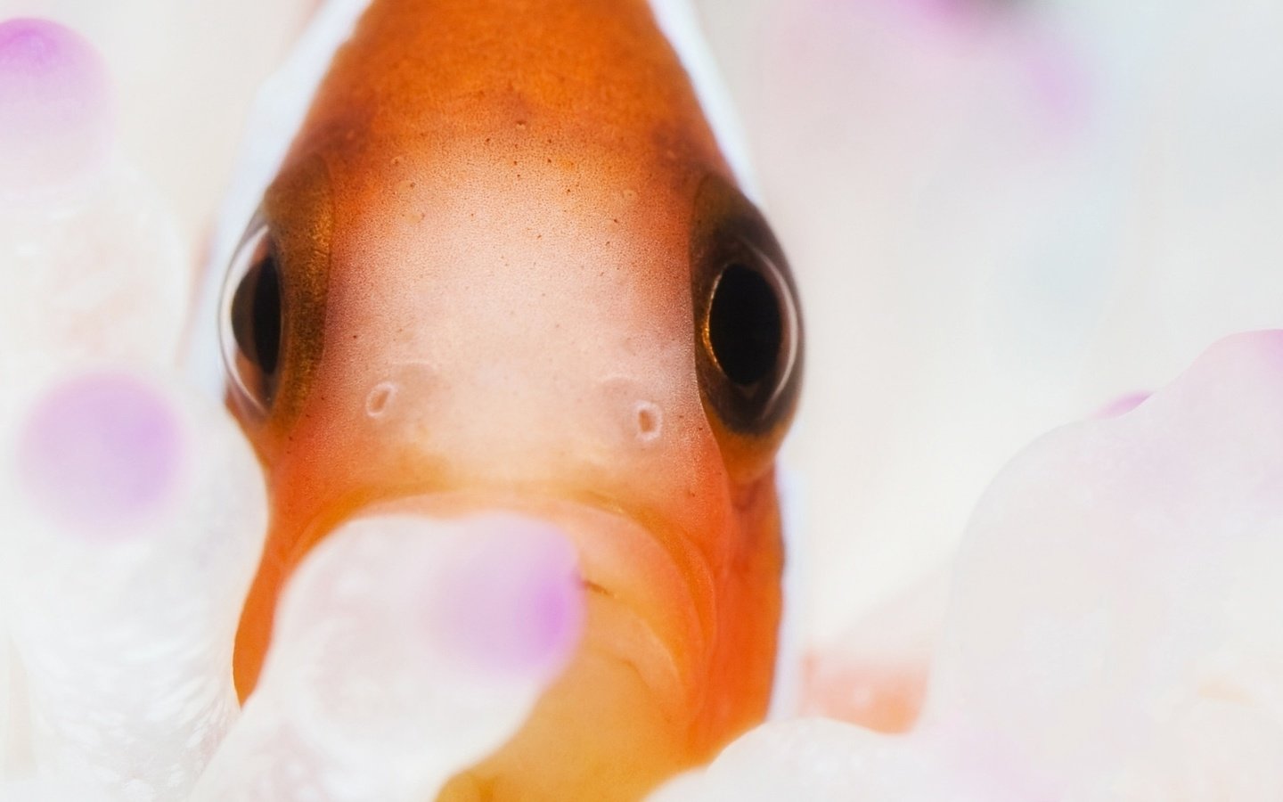 Обои рыба-клоун, clownfish, anemonefish, clown fish разрешение 1920x1200 Загрузить