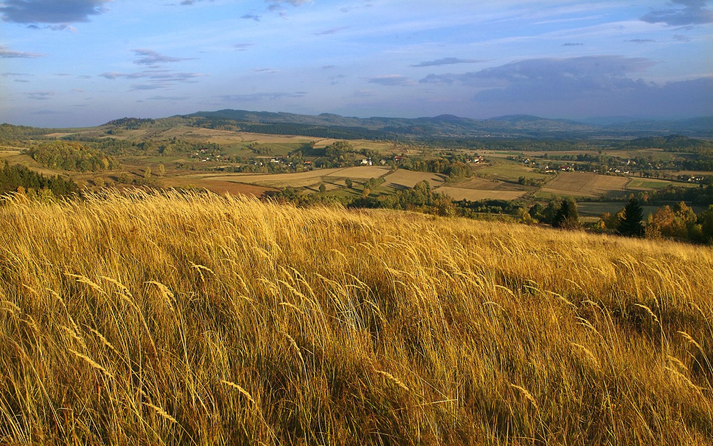 Обои поле, пшеница, польша, field, wheat, poland разрешение 1920x1200 Загрузить