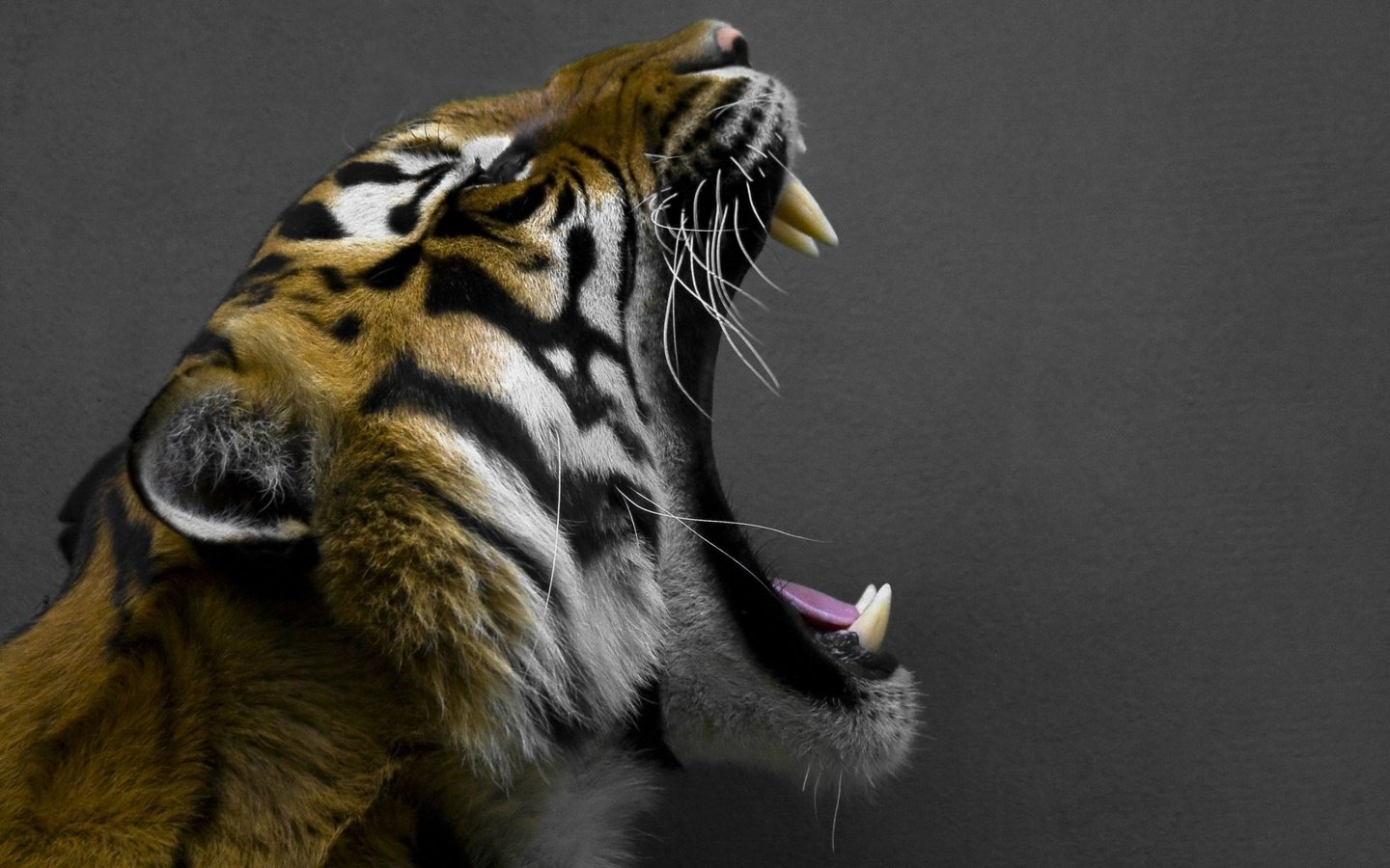 Обои тигр, фон, серый, пасть, глыки, открытая, tiger, background, grey, mouth, glyki, open разрешение 1920x1200 Загрузить
