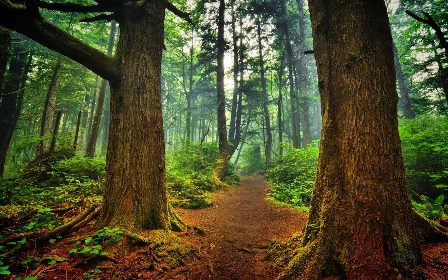 Обои деревья, природа, лес, пейзаж, туман, стволы, тропинка, trees, nature, forest, landscape, fog, trunks, path разрешение 1920x1200 Загрузить