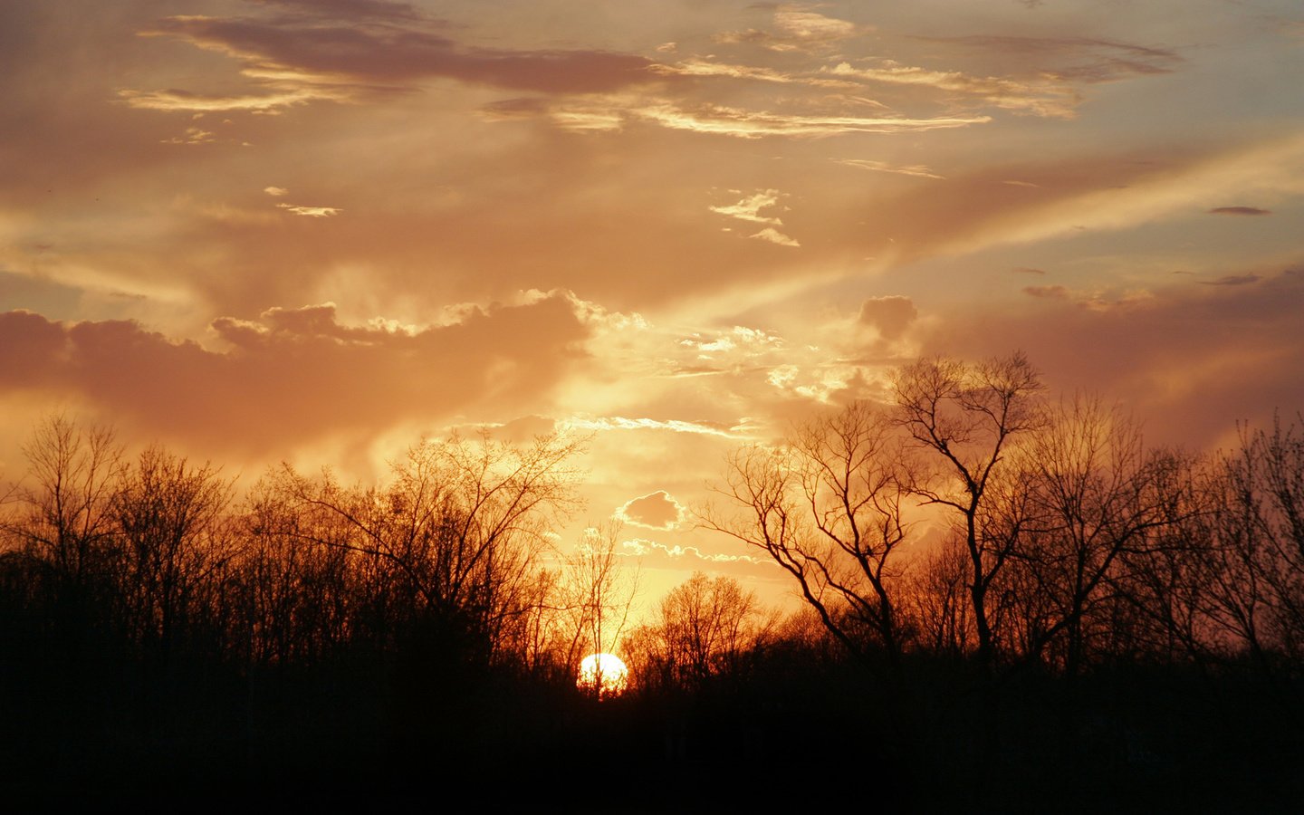 Обои облака, деревья, солнце, закат, clouds, trees, the sun, sunset разрешение 1920x1200 Загрузить