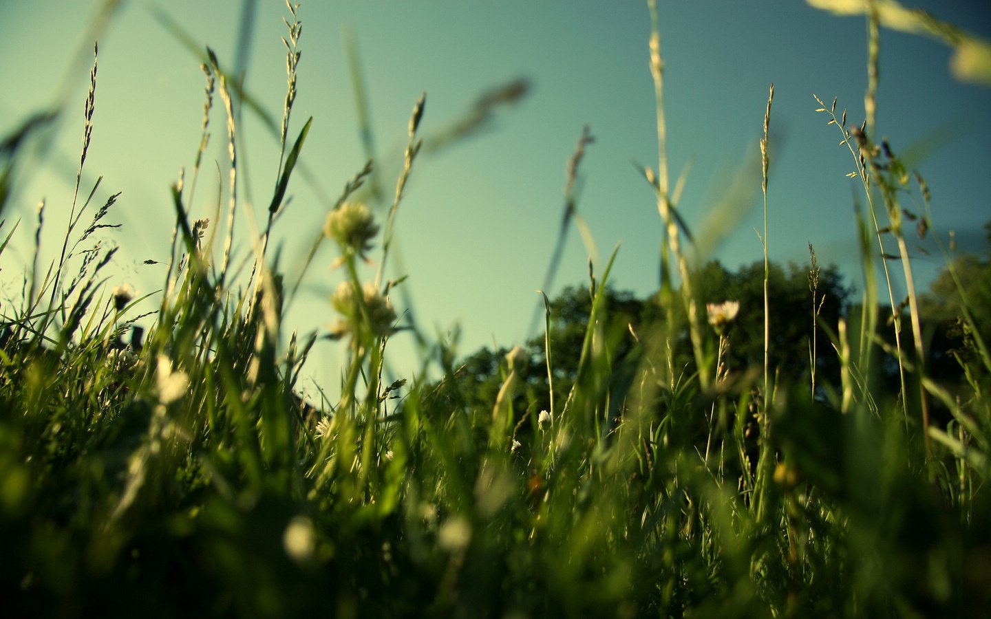 Обои трава, природа, зелень, макро, поле, лето, газон, grass, nature, greens, macro, field, summer, lawn разрешение 1920x1200 Загрузить