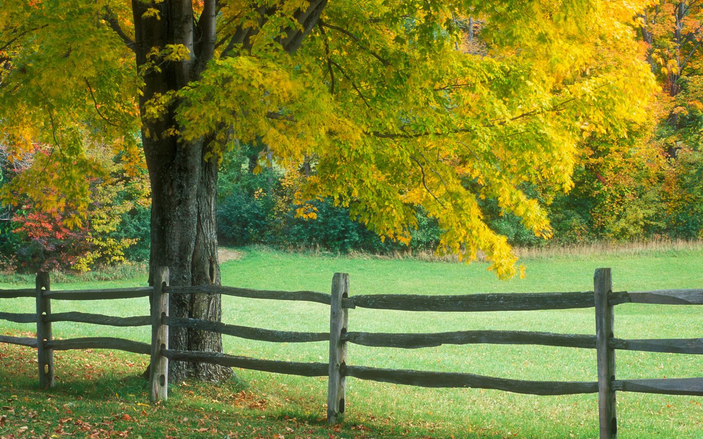 Обои дерево, осень, забор, tree, autumn, the fence разрешение 1920x1200 Загрузить