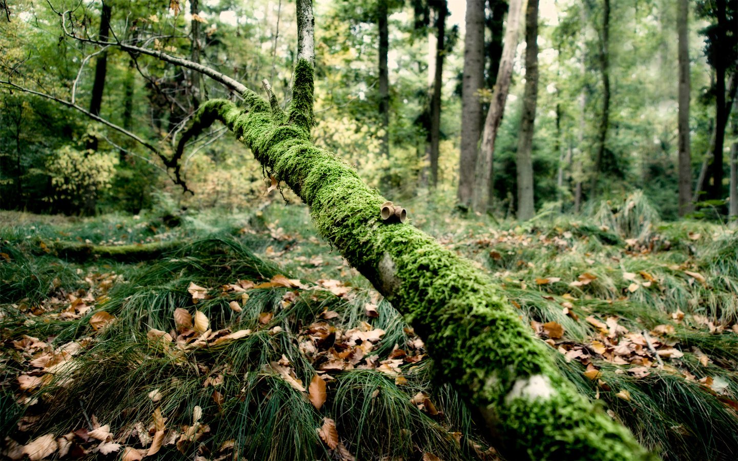 Обои трава, ветка, лес, мох, grass, branch, forest, moss разрешение 1920x1200 Загрузить