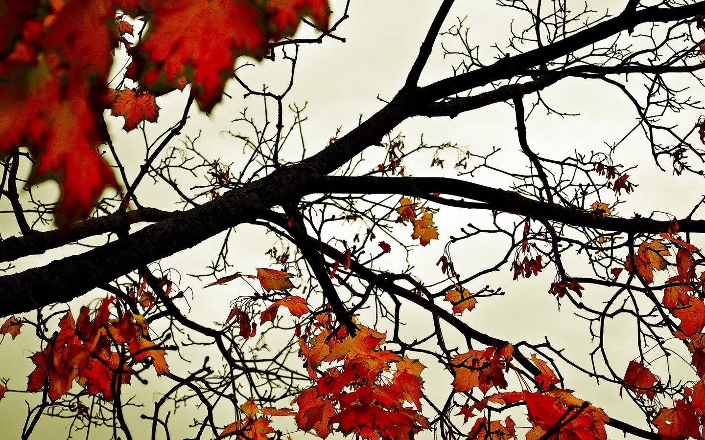 Обои небо, деревья, листья, осень, оранжевый, the sky, trees, leaves, autumn, orange разрешение 2560x1600 Загрузить