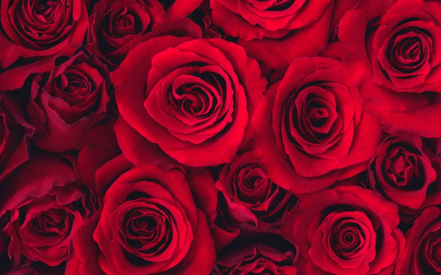 Обои розы, бутон, roses, bud разрешение 2560x1600 Загрузить