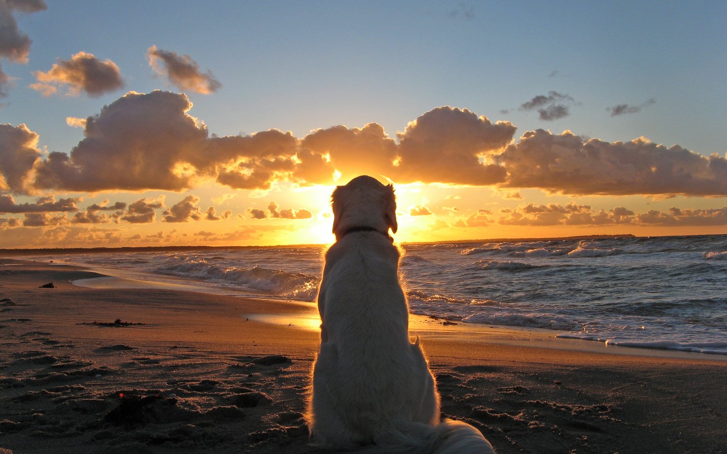 Обои закат, море, пляж, собака, cобака, sunset, sea, beach, dog разрешение 2744x2082 Загрузить