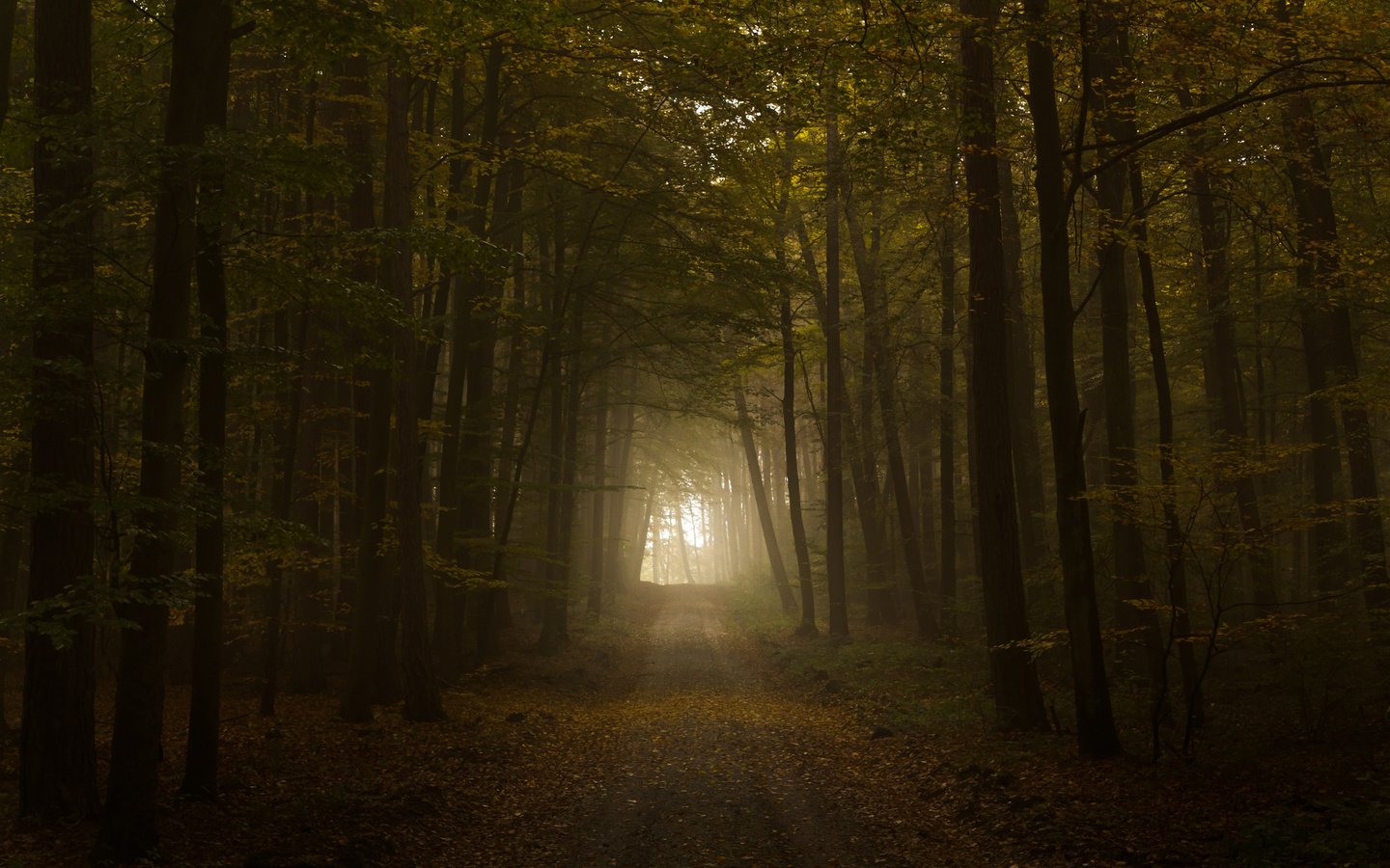 Обои свет, дорога, листва, осень, тунель, the road, light, road, foliage, autumn, tunnel разрешение 2560x1600 Загрузить