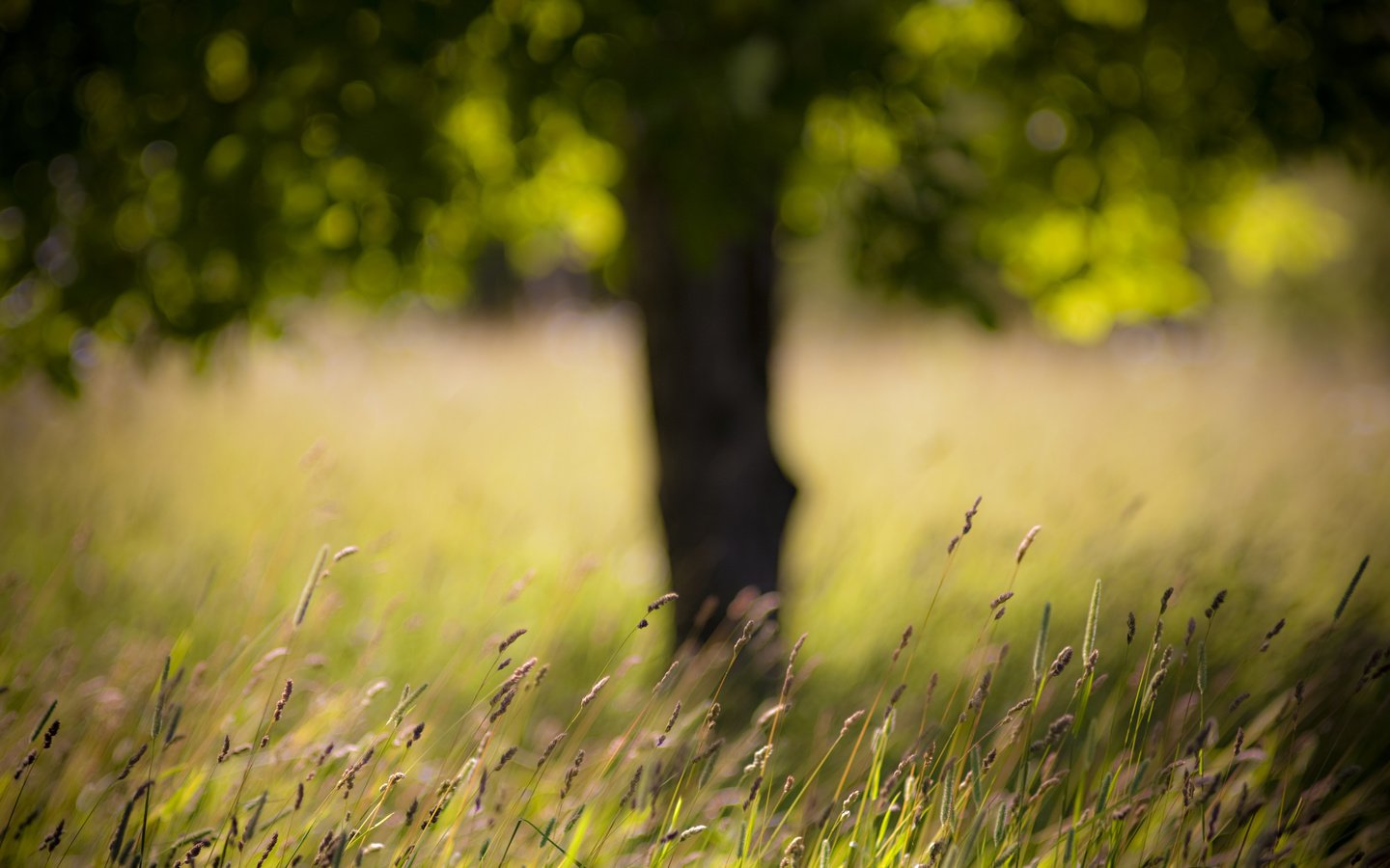 Обои трава, дерево, поле, grass, tree, field разрешение 4368x2912 Загрузить