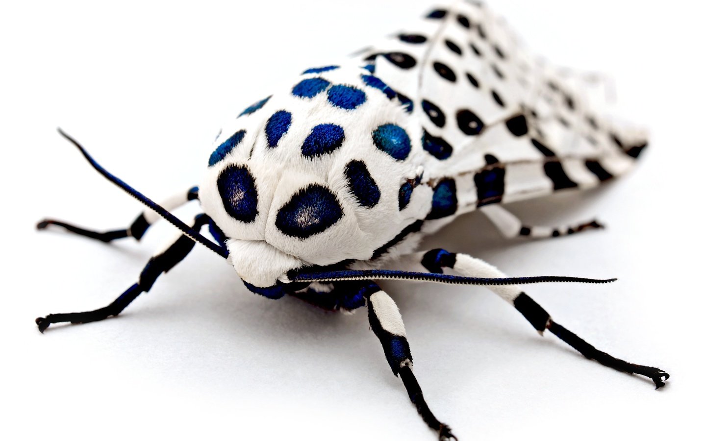 Обои макро, насекомое, леопардовая моль, моль, macro, insect, leopard moth, mol разрешение 3724x2548 Загрузить