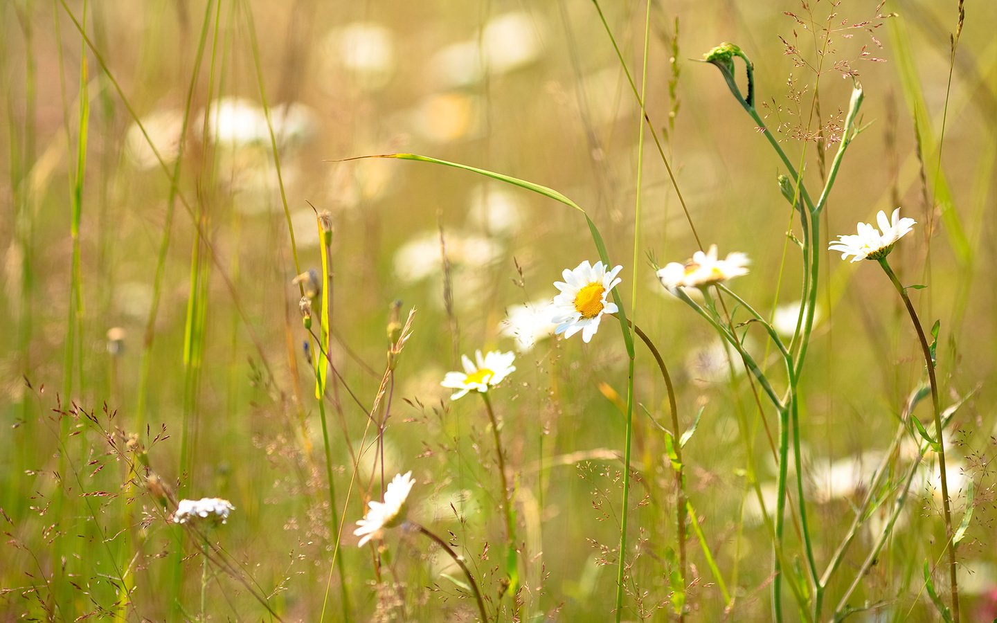 Обои трава, лето, ромашка, солнечно, grass, summer, daisy, sunny разрешение 1920x1080 Загрузить