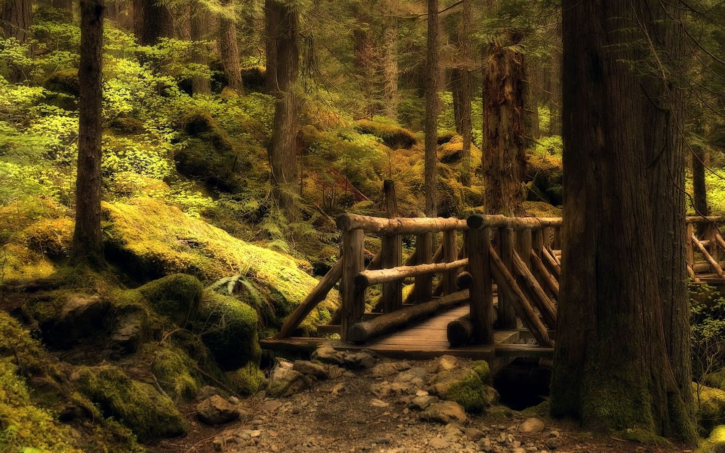 Обои лес, мост, тропа, forest, bridge, trail разрешение 2560x1600 Загрузить