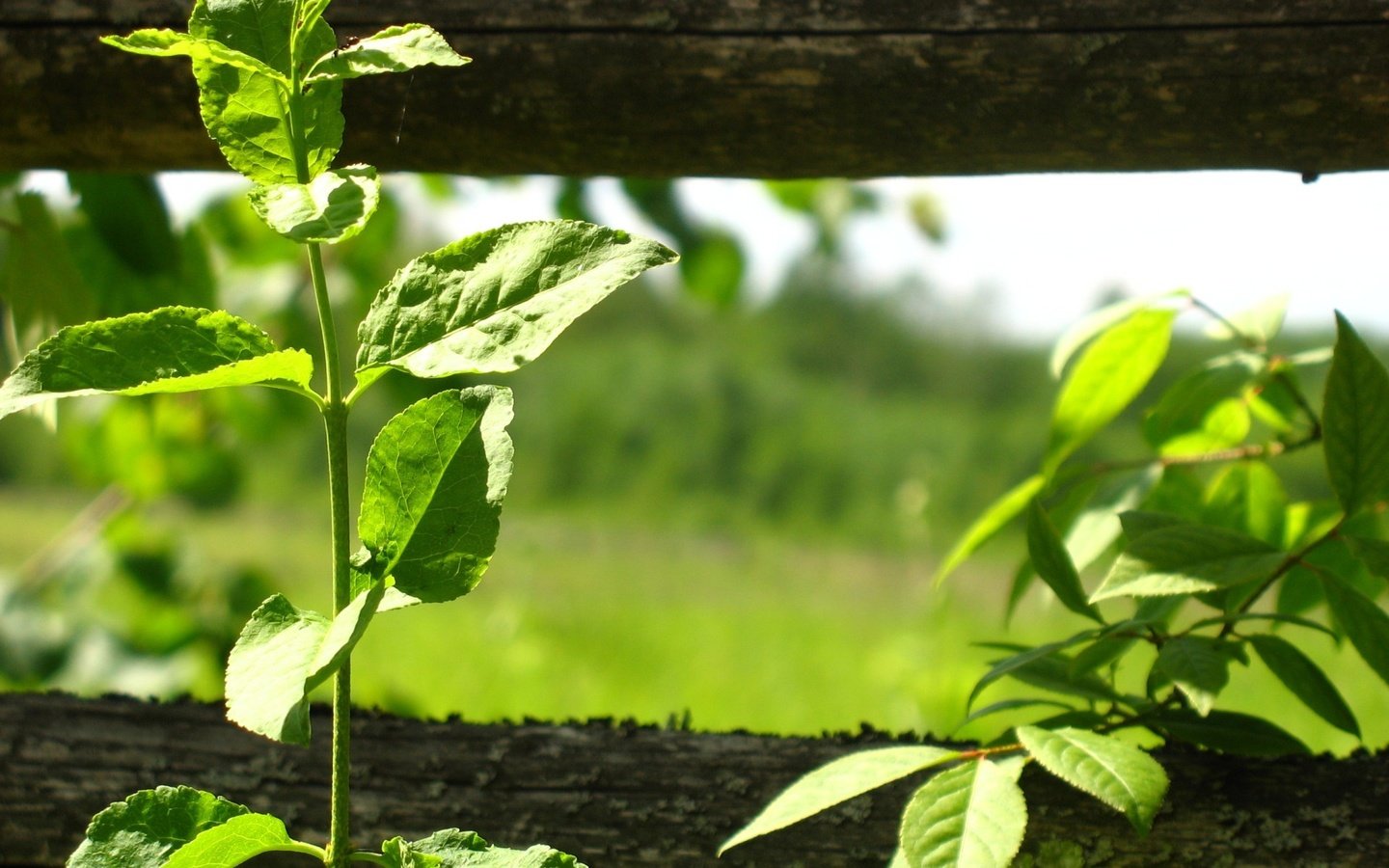 Обои листья, забор, растение, leaves, the fence, plant разрешение 1920x1440 Загрузить