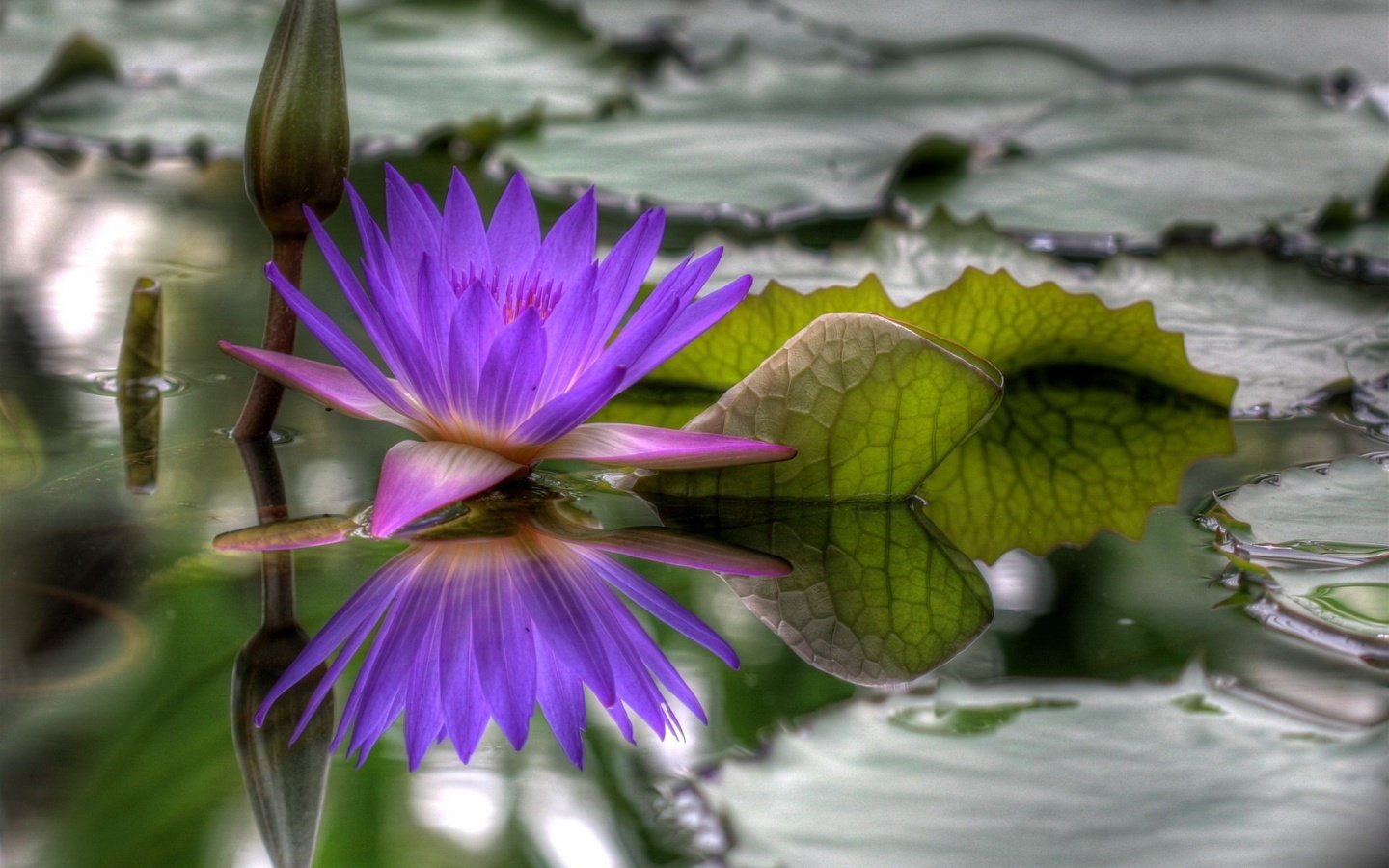 Обои вода, цветок, hdr, распустился, water, flower, blossomed разрешение 1920x1440 Загрузить