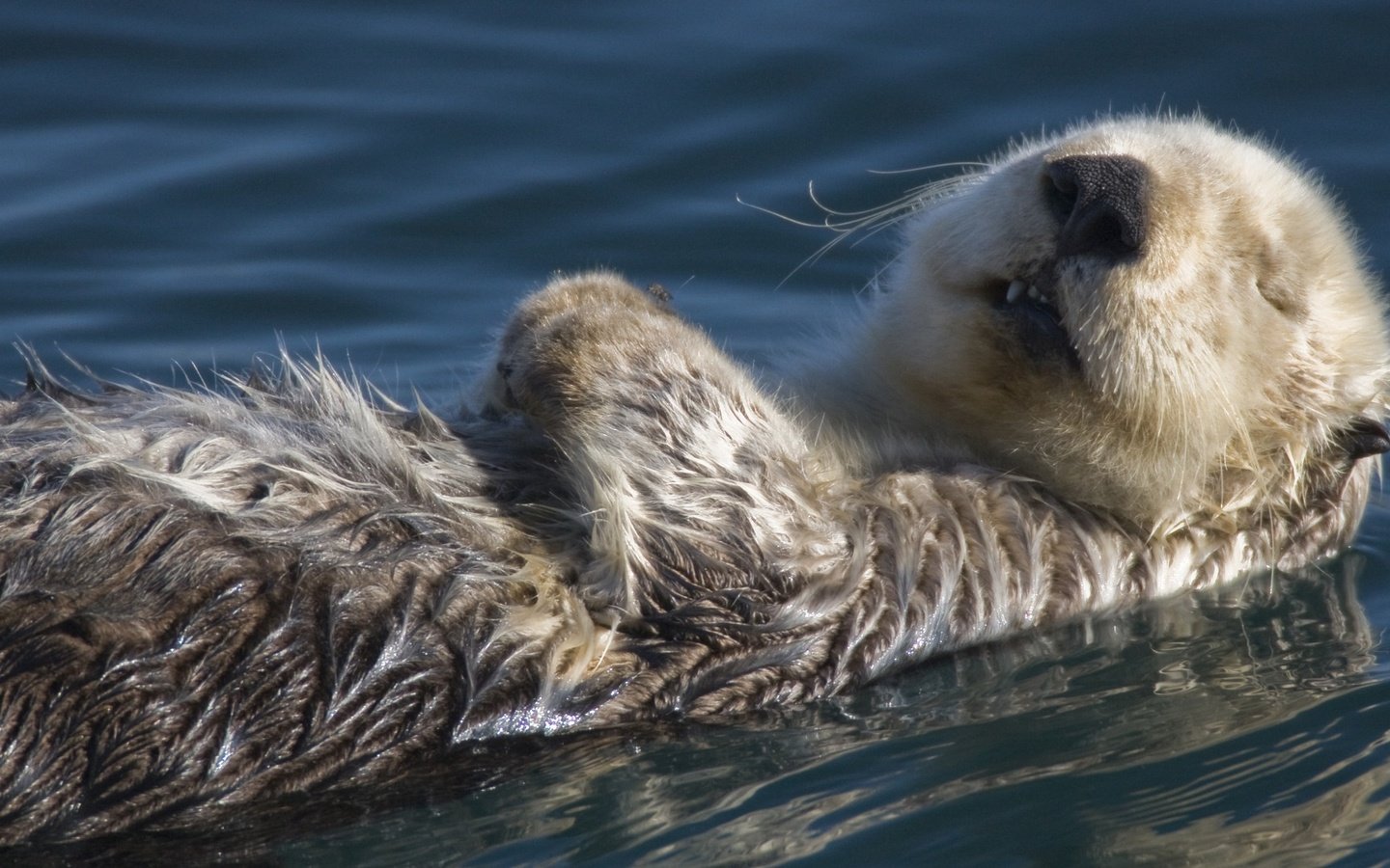 Обои вода, спит, калан, морская выдра, выдра, water, sleeping, kalan, sea otter, otter разрешение 1920x1080 Загрузить